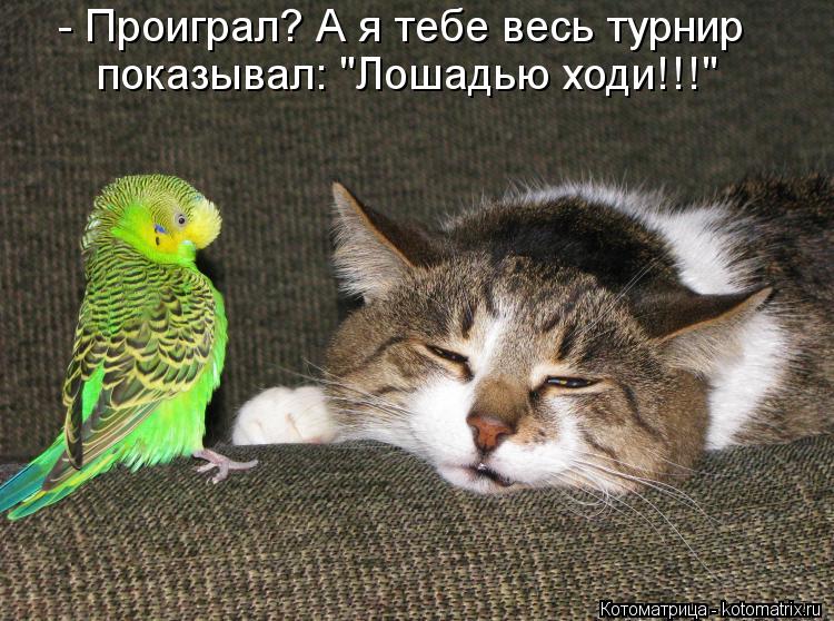 Котоматрица: - Проиграл? А я тебе весь турнир показывал: "Лошадью ходи!!!"