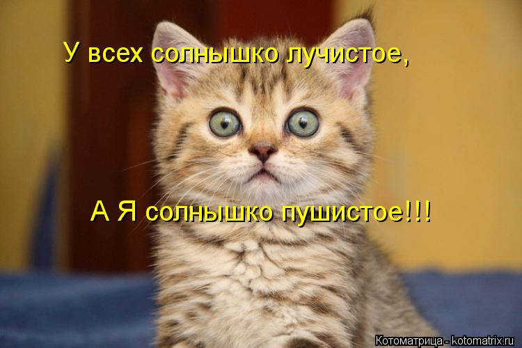 Котоматрица: У всех солнышко лучистое, А Я солнышко пушистое!!!