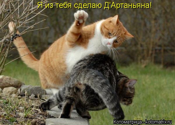 Котоматрица: Я из тебя сделаю Д'Артаньяна!