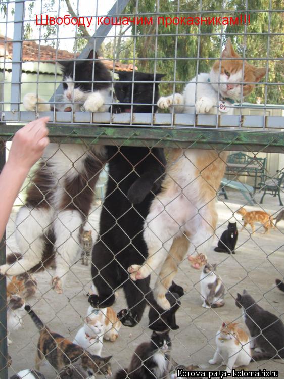 Котоматрица: Швободу кошачим проказникам!!!