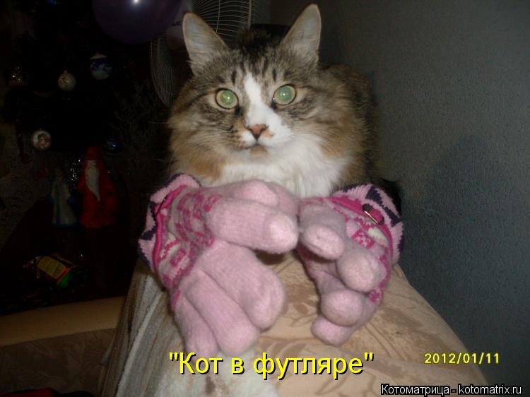 Котоматрица: "Кот в футляре"