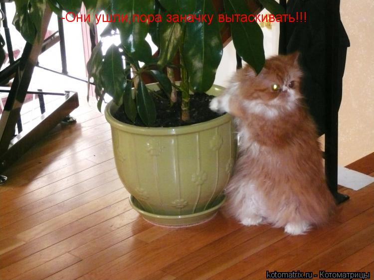 Котоматрица: -Они ушли,пора заначку вытаскивать!!!