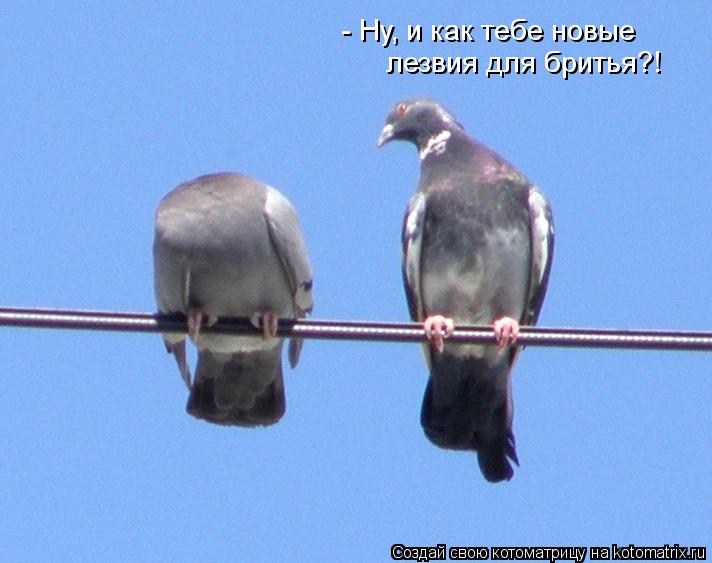 лезвия для бритья?! - Ну, и как тебе новые... Котоматрица: лезвия для бритья?! - Ну, и как тебе новые