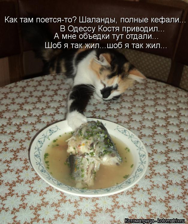 Котоматрица: Как там поется-то? Шаланды, полные кефали... В Одессу Костя приводил... А мне объедки тут отдали... Шоб я так жил...шоб я так жил...