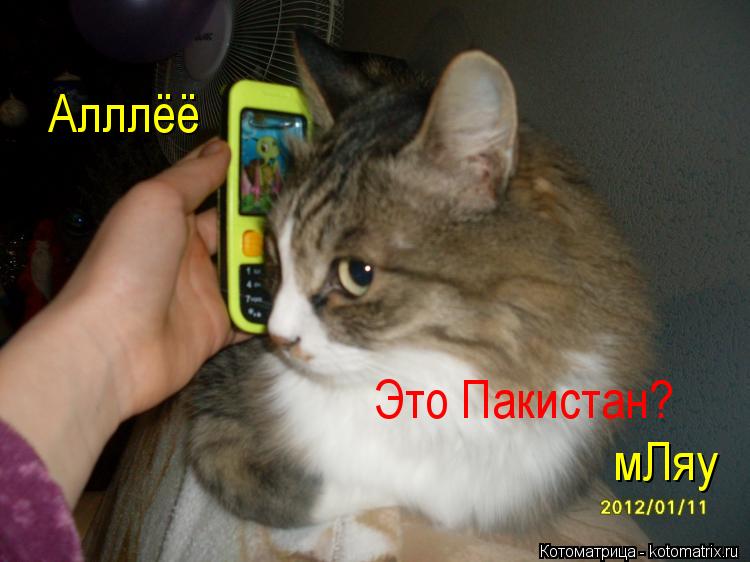 Котоматрица: Алллёё Это Пакистан? мЛяу
