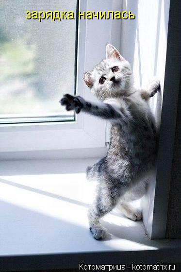 Котоматрица: зарядка начилась
