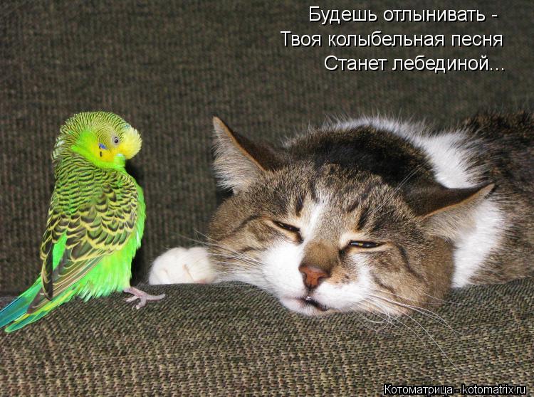 Котоматрица: Будешь отлынивать - Твоя колыбельная песня Станет лебединой...