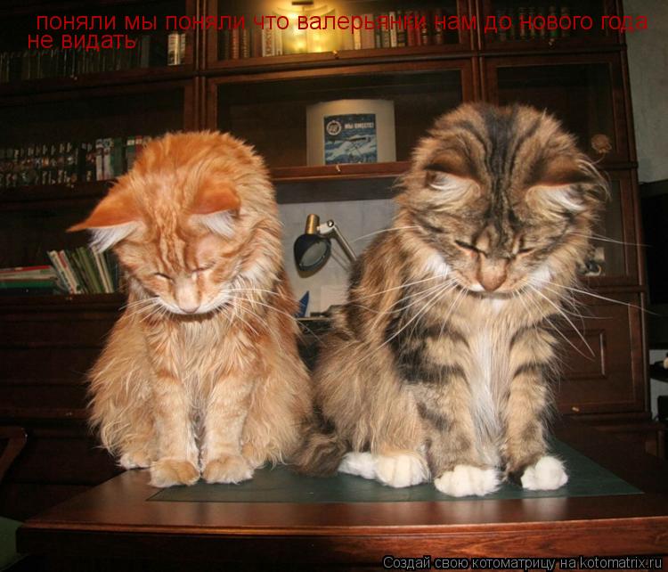 Котоматрица: поняли мы поняли что валерьянки нам до нового года  не видать