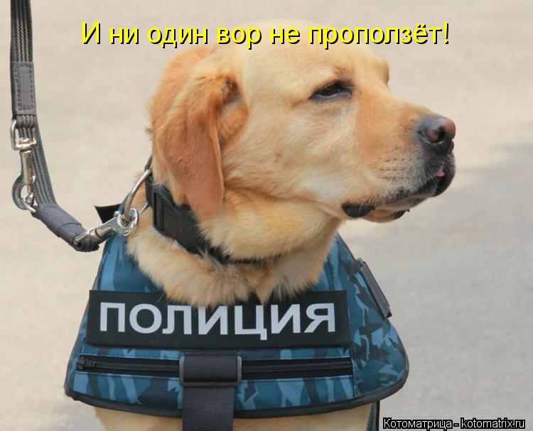 Котоматрица: И ни один вор не проползёт!