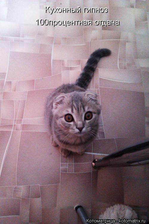 Котоматрица: Кухонный гипноз 100процентная отдача