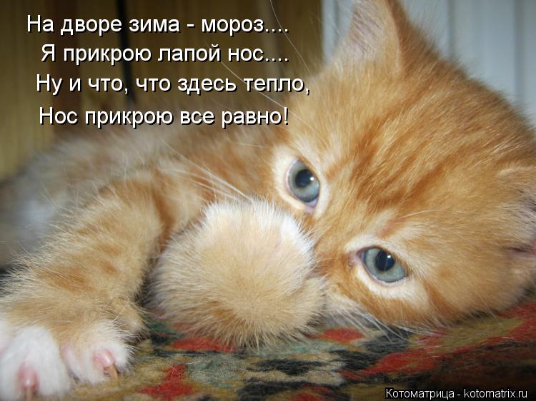 Котоматрица: На дворе зима - мороз.... Я прикрою лапой нос.... Ну и что, что здесь тепло, Нос прикрою все равно!