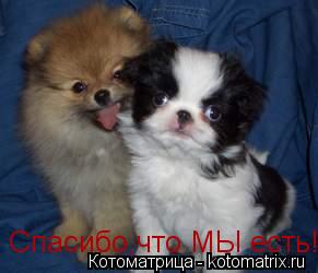 Котоматрица: Спасибо,что МЫ есть!