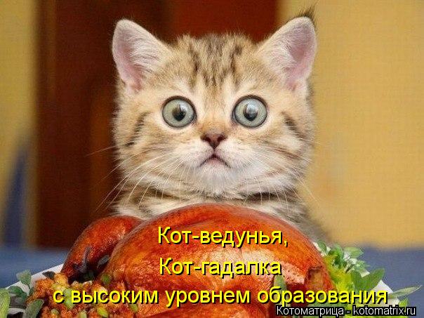 Кот-ведунья, Кот-гадалка с высоким уровнем образования... Котоматрица: Кот-ведунья, Кот-гадалка с высоким уровнем образования