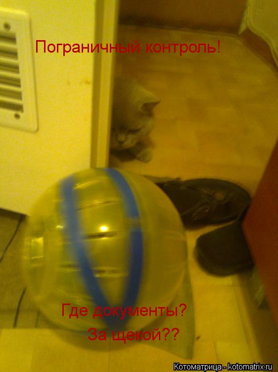 Котоматрица: Пограничный контроль! Где документы? За щекой??