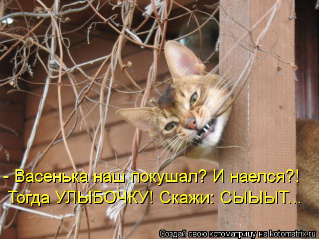 Котоматрица: - Васенька наш покушал? И наелся?! Тогда УЛЫБОЧКУ! Скажи: СЫЫЫТ...