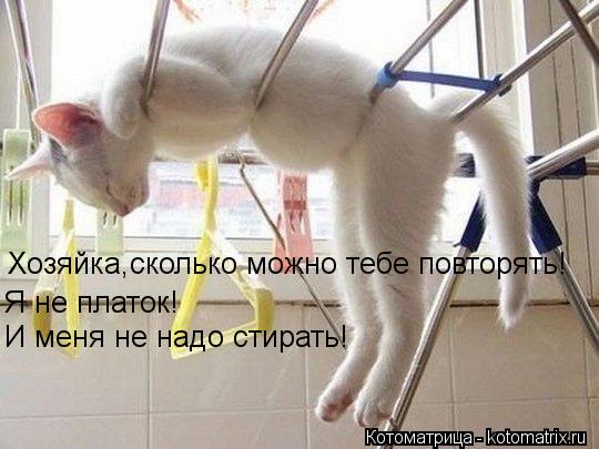 Котоматрица: Хозяйка,сколько можно тебе повторять! Я не платок! И меня не надо стирать!