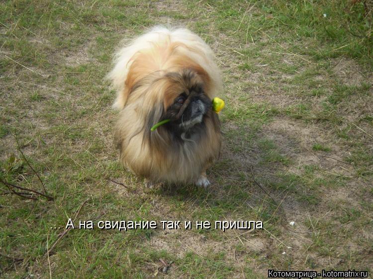 Котоматрица: ... А на свидание так и не пришла