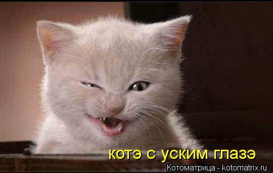 Котоматрица: котэ с уским глазэ