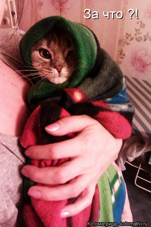 Котоматрица: За что ?!