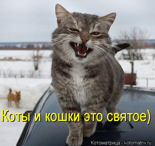 Котоматрица: Коты и кошки это святое)