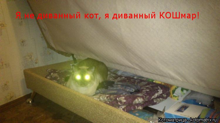 Котоматрица: Я не диванный кот, я диванный КОШмар!