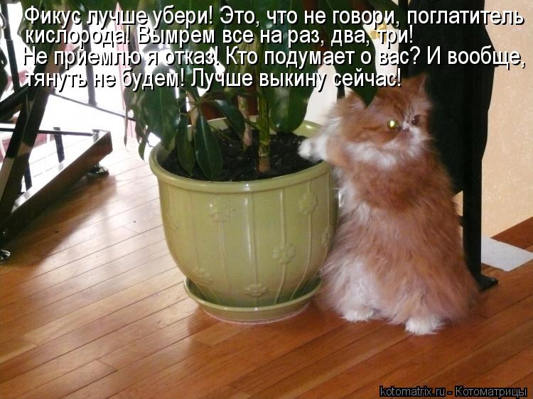 Котоматрица: Фикус лучше убери! Это, что не говори, поглатитель кислорода! Вымрем все на раз, два, три! Не приемлю я отказ! Кто подумает о вас? И вообще, тяну