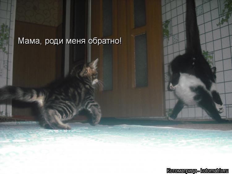 Котоматрица: Мама, роди меня обратно!