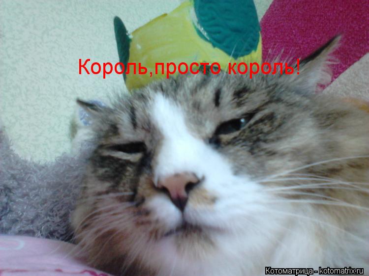 Котоматрица: Король,просто король!