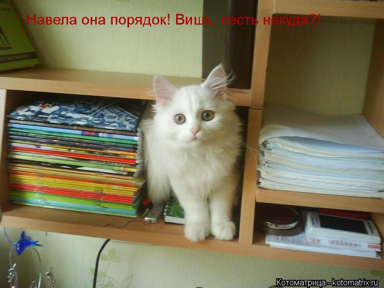 Котоматрица: Навела она порядок! Вишь, сесть некуда?!
