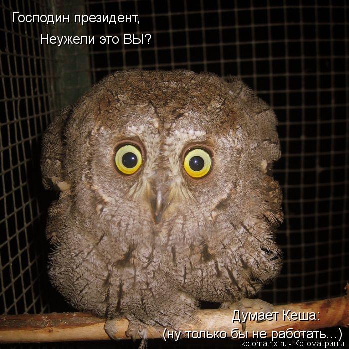Котоматрица: Господин президент, Неужели это ВЫ? (ну только бы не работать...) Думает Кеша: