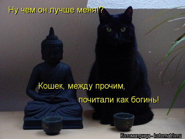 Котоматрица: Ну чем он лучше меня!? Кошек, между прочим , почитали как богинь!
