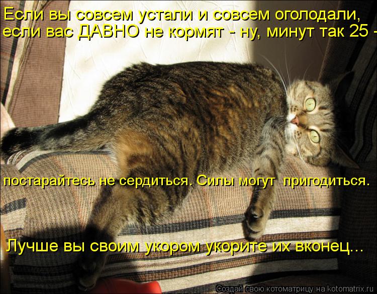Котоматрица: Если вы совсем устали и совсем оголодали, если вас ДАВНО не кормят - ну, минут так 25 -  постарайтесь не сердиться. Силы могут  пригодиться. Луч