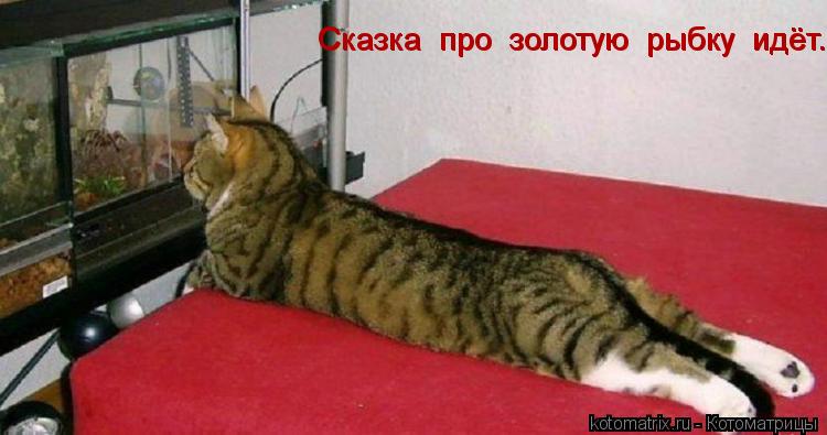 Котоматрица: Сказка  про  золотую  рыбку  идёт. Сказка  про  золотую  рыбку  идёт.