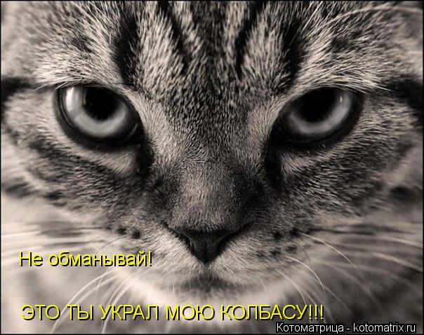 Котоматрица: Не обманывай! ЭТО ТЫ УКРАЛ МОЮ КОЛБАСУ!!!