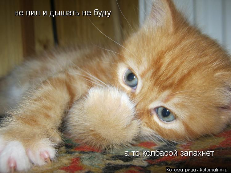 Котоматрица: не пил и дышать не буду а то колбасой запахнет