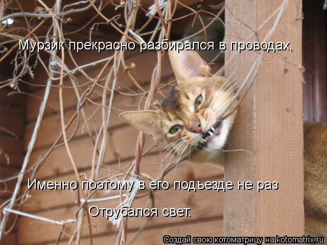 Котоматрица: Мурзик прекрасно разбирался в проводах, Именно поэтому в его подъезде не раз Отрубался свет.
