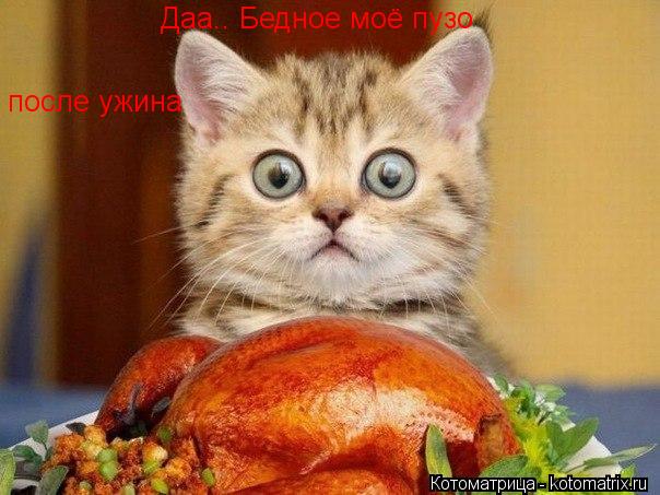 Котоматрица: Даа.. Бедное моё пузо  после ужина
