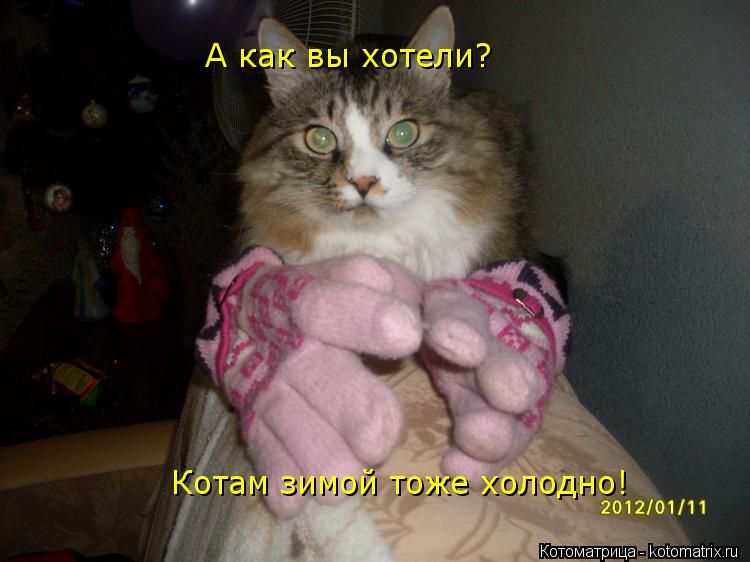 Котоматрица: А как вы хотели? Котам зимой тоже холодно!