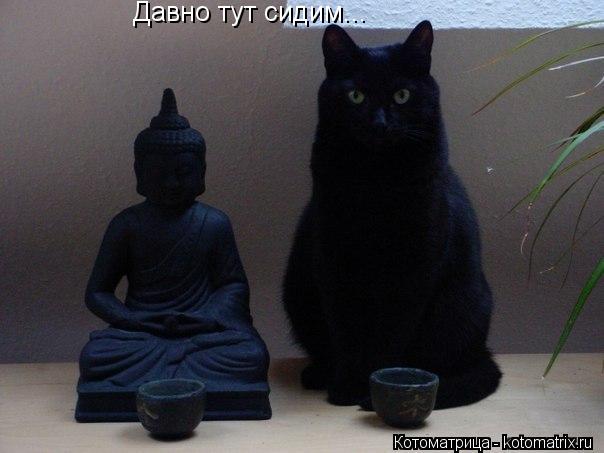 Котоматрица: Давно тут сидим...