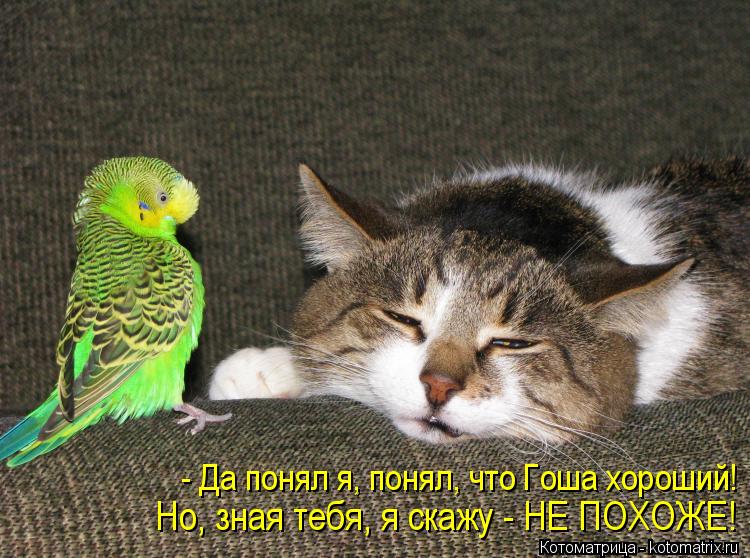Котоматрица: - Да понял я, понял, что Гоша хороший! Но, зная тебя, я скажу - НЕ ПОХОЖЕ!