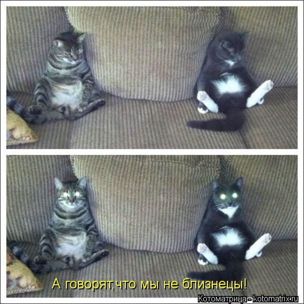 Котоматрица: А говорят,что мы не близнецы!
