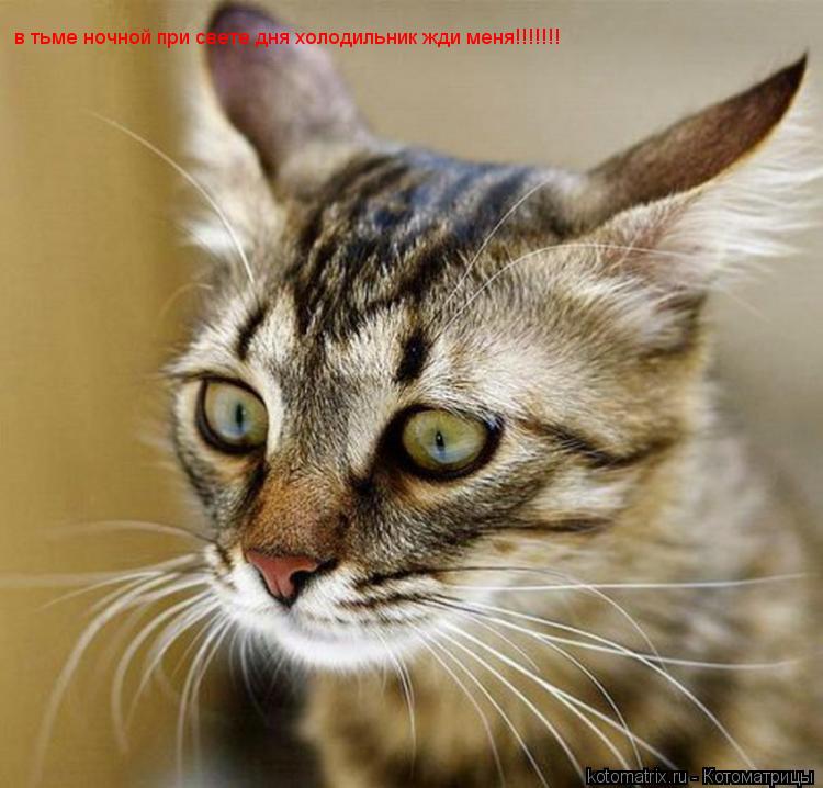 Котоматрица: в тьме ночной при свете дня холодильник жди меня!!!!!!!