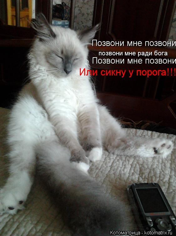 Котоматрица: Позвони мне позвони позвони мне ради бога Позвони мне позвони Или сикну у порога!!!