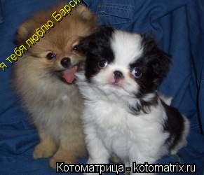 Котоматрица: я тебя люблю Барсик