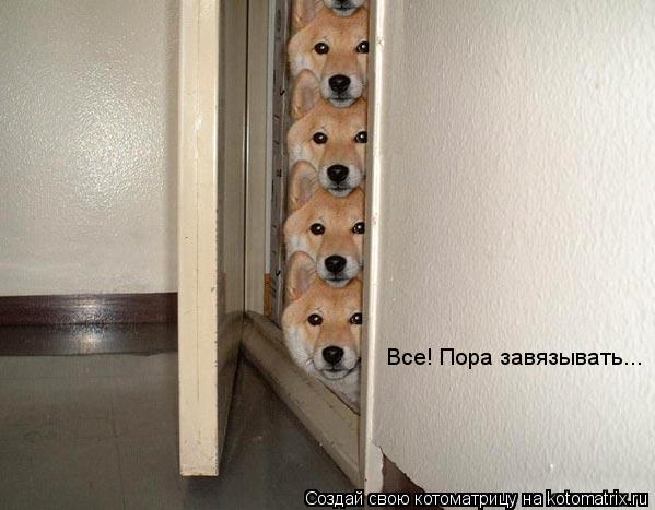 Котоматрица: Все! Пора завязывать...