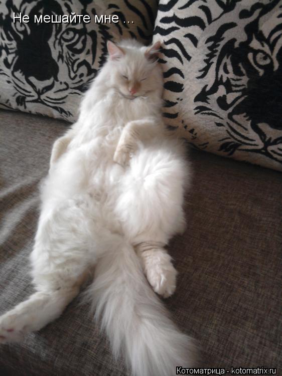 Котоматрица: Не мешайте мне ...