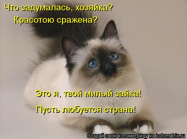 Котоматрица: Что задумалась, хозяйка?  Красотою сражена?  Это я, твой милый зайка!  Пусть любуется страна!