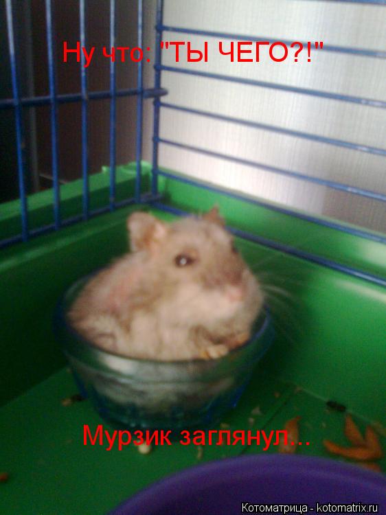 Котоматрица: Ну что: "ТЫ ЧЕГО?!" Мурзик заглянул...