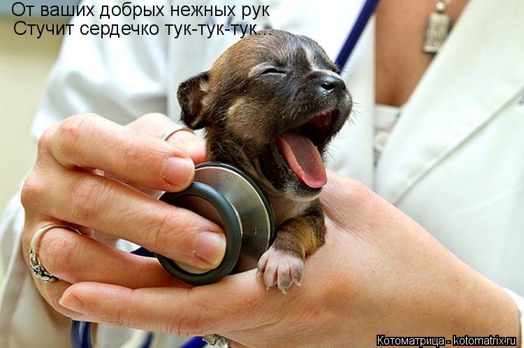 Котоматрица: От ваших добрых нежных рук  Стучит сердечко тук-тук-тук...