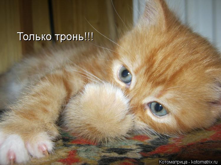 Котоматрица: Только тронь!!!
